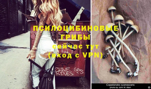 гидра Аркадак