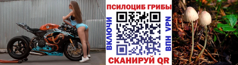 где купить наркоту  Волхов  Псилоцибиновые грибы Magic Shrooms 